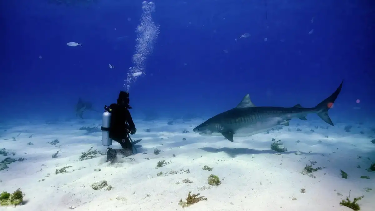 Scuba diver watching a shark over a sandy seabed in Fiji