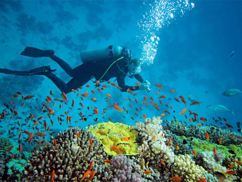 Vibrant coral reef with clownfish in anemones and tropical fish