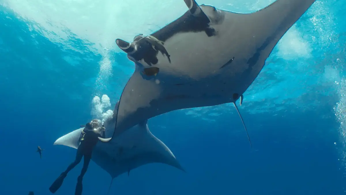 Two manta rays glide above a scuba diver in clear blue water