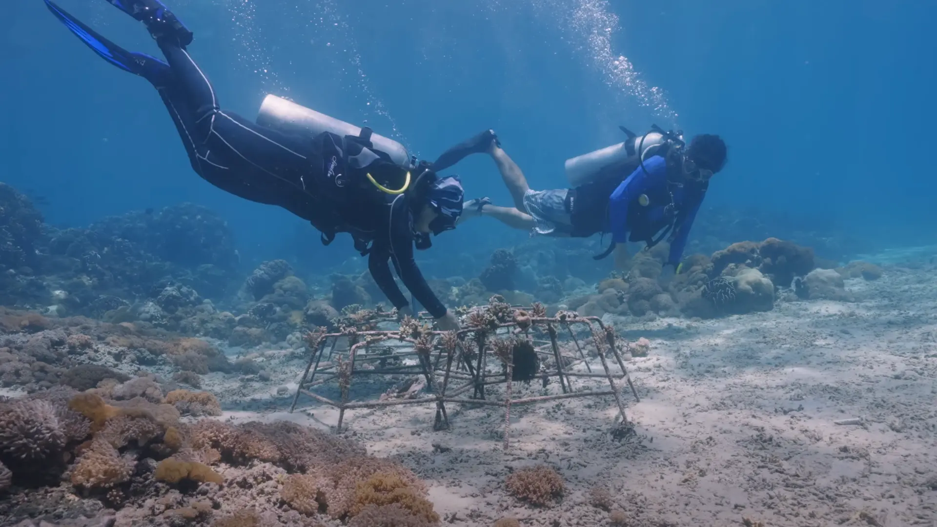 Tourists participating in a coral reef restoration project in Fiji