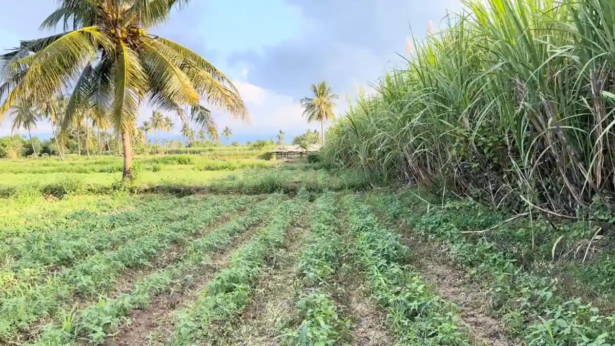 Historic Indo-Fijian sugar cane community in Fiji, showing the cultural legacy of the Girmitiyas.