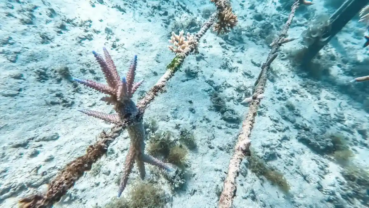 Close-up of a coral fragment in the water
