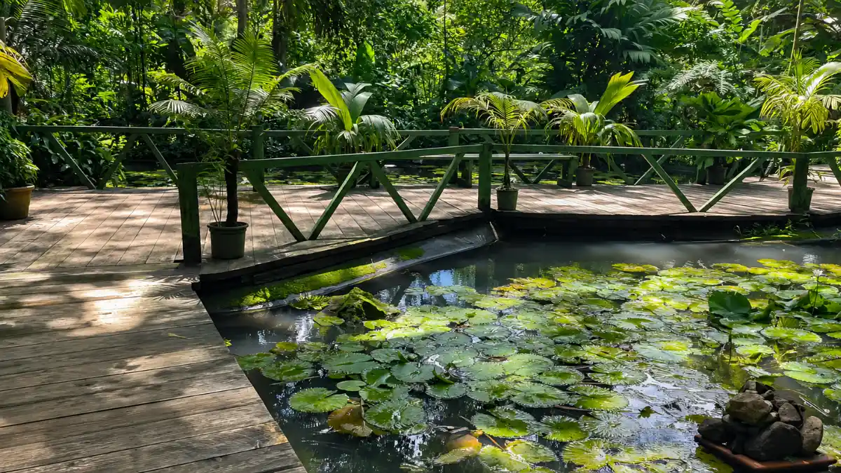 Water lilies and tropical plants in the Garden of the Sleeping Giant