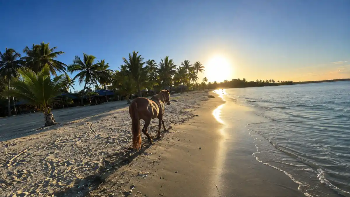 A horse walking along Wailoaloa Beach in Nadi at sunset