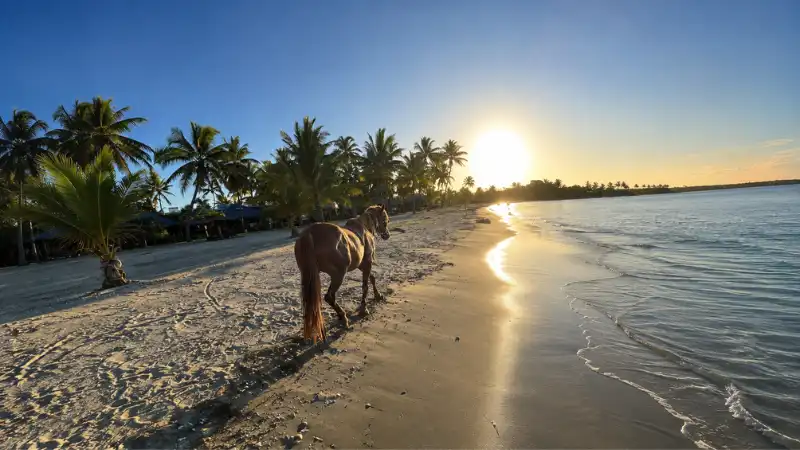 Horse Riding in Nadi image