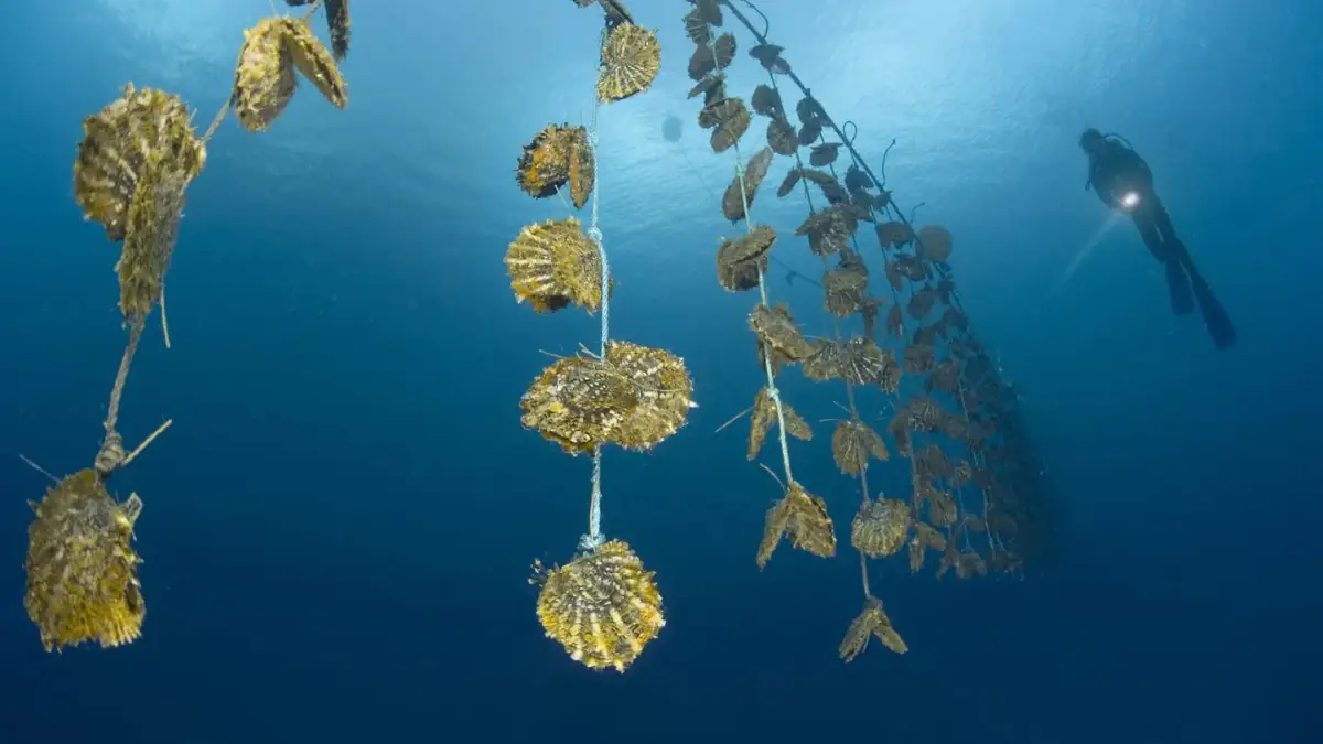 Savusavu Pearl Farm Tour image