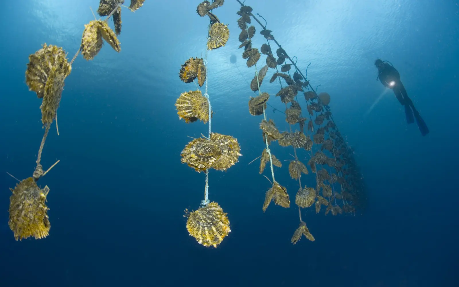 Tour a Pearl Farm in the Bay image