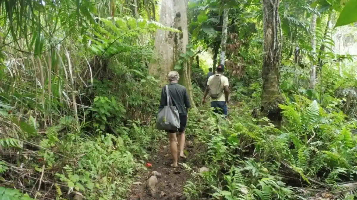 Waisali Rainforest Reserve Visitor Guide image