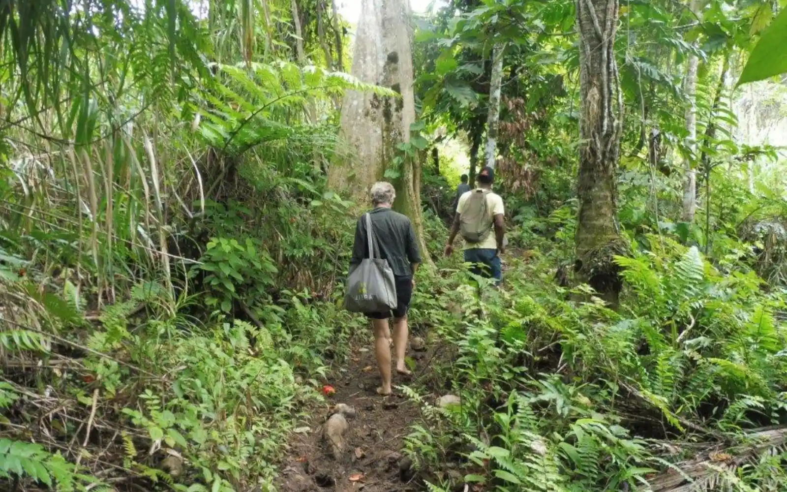 Walk the Rainforest Trails at Waisali Reserve image