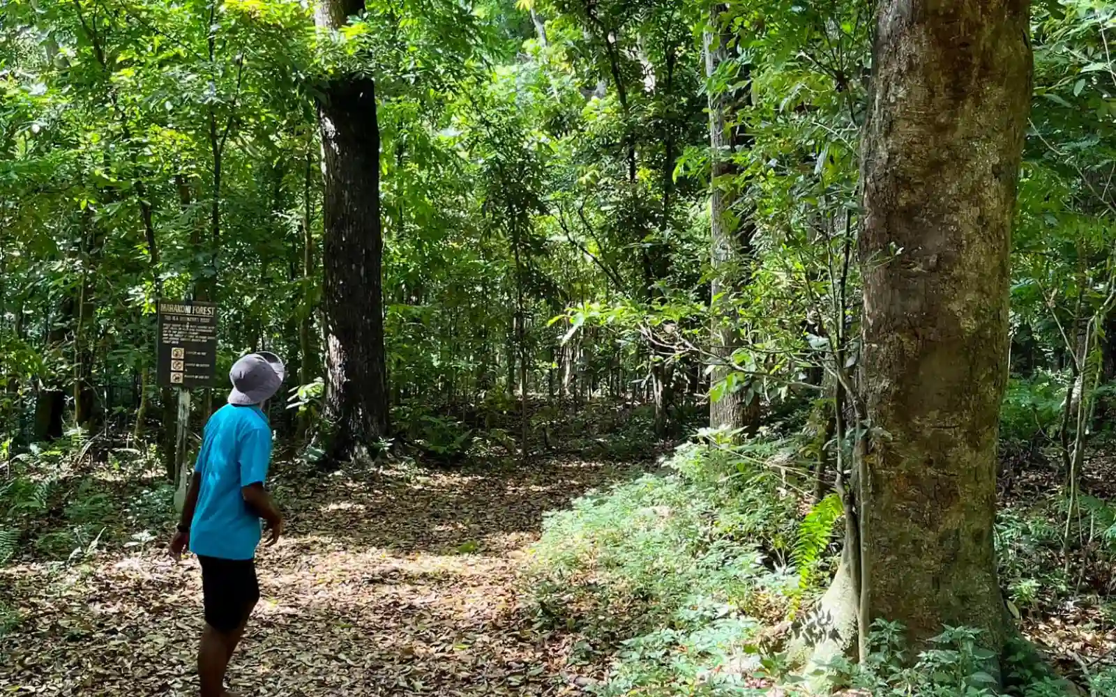 Try a Guided Nature Walk in the Rainforest image