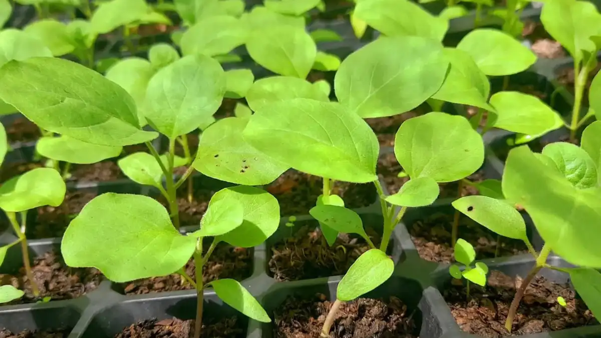 Young green seedlings growing in black nursery trays