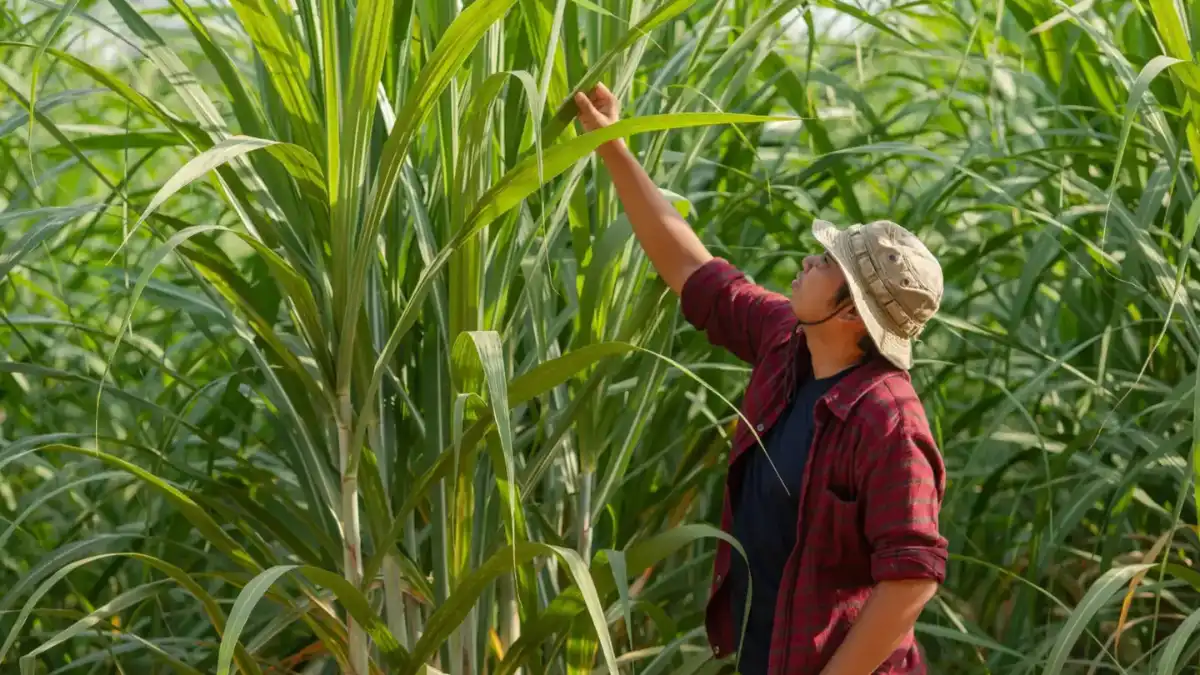 Person reaching toward tall green sugarcane leaves in a field