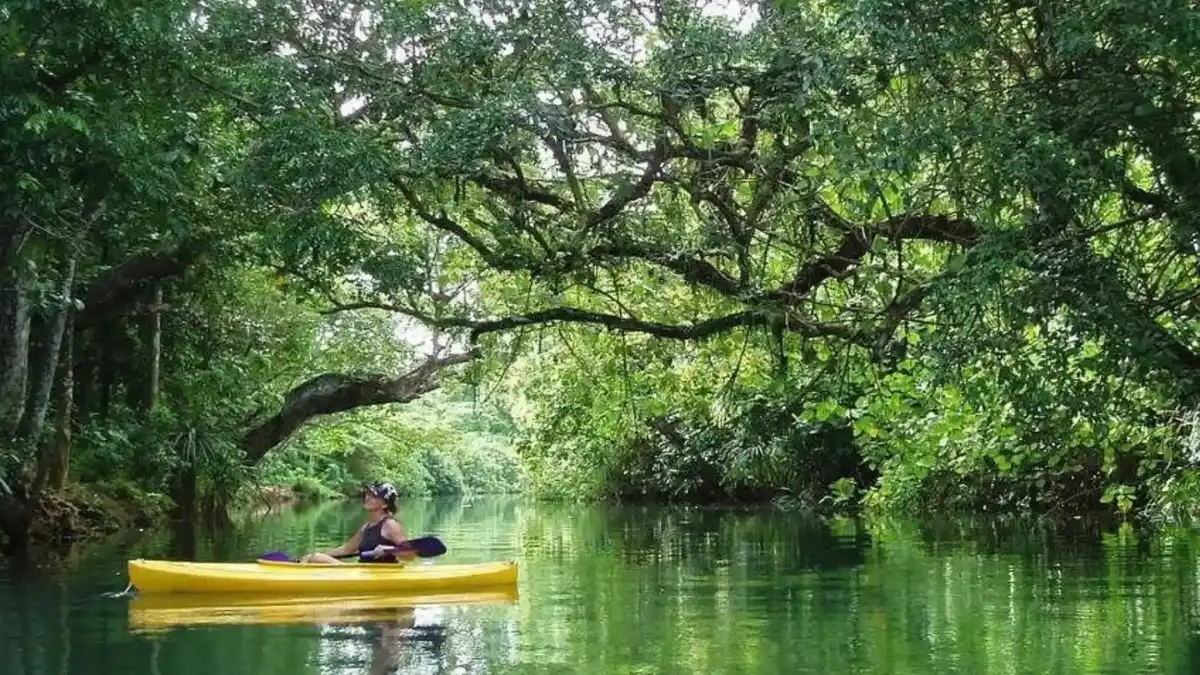 Kayakers paddling between mangrove trees on a waterway