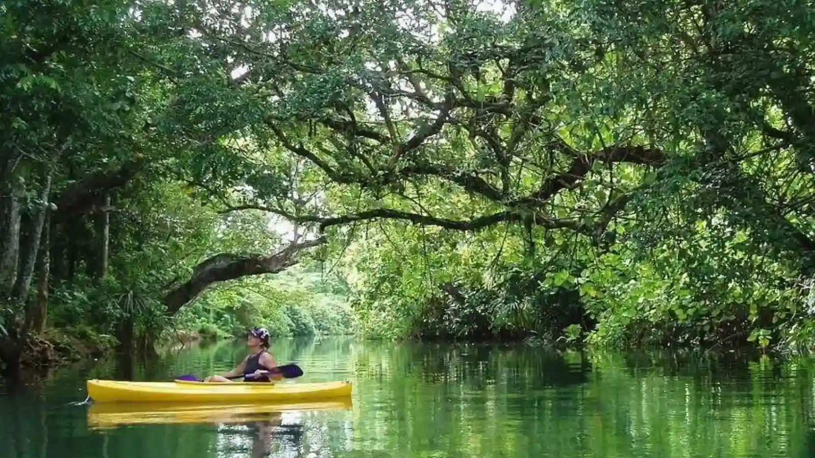 Kayakers paddling through calm mangrove channels on guided river safari near Nadi Fiji with lush green vegetation