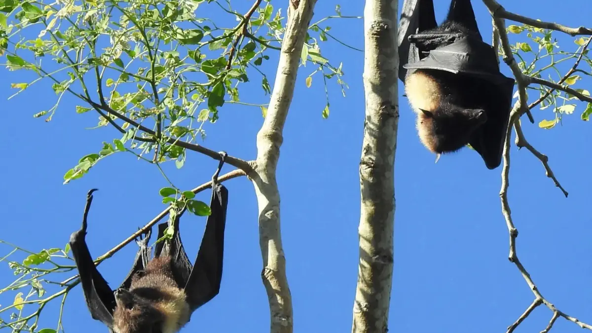 Several flying foxes silhouetted against an orange sunset sky