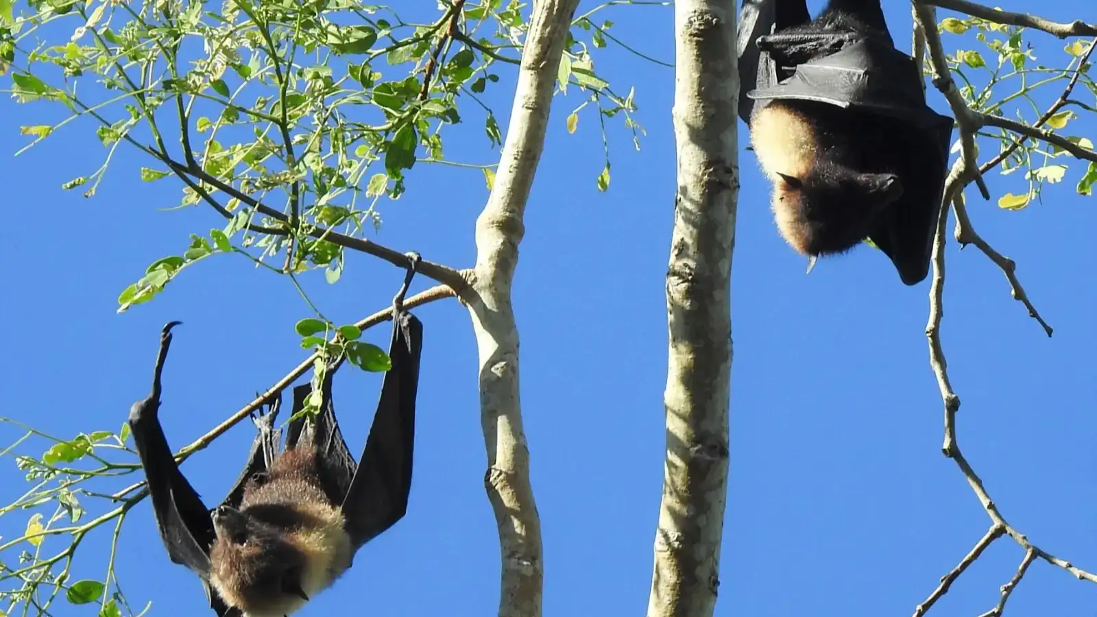Hundreds of flying foxes fruit bats silhouetted against vibrant orange sunset sky near Nadi, Fiji