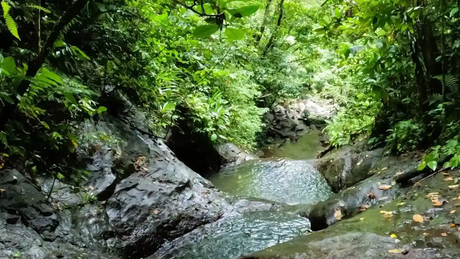 Crystal clear spring-fed natural swimming pool in forested highland valley north of Nadi Fiji