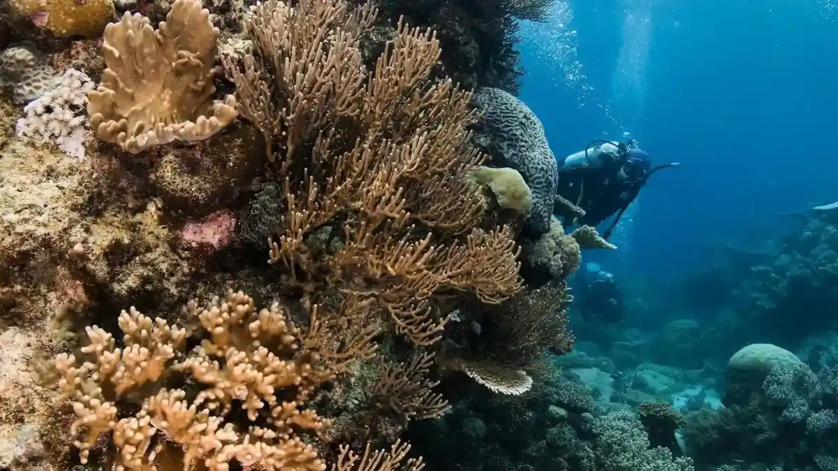 Snorkeler swimming above a coral reef with small fish at Vuda Point, Fiji