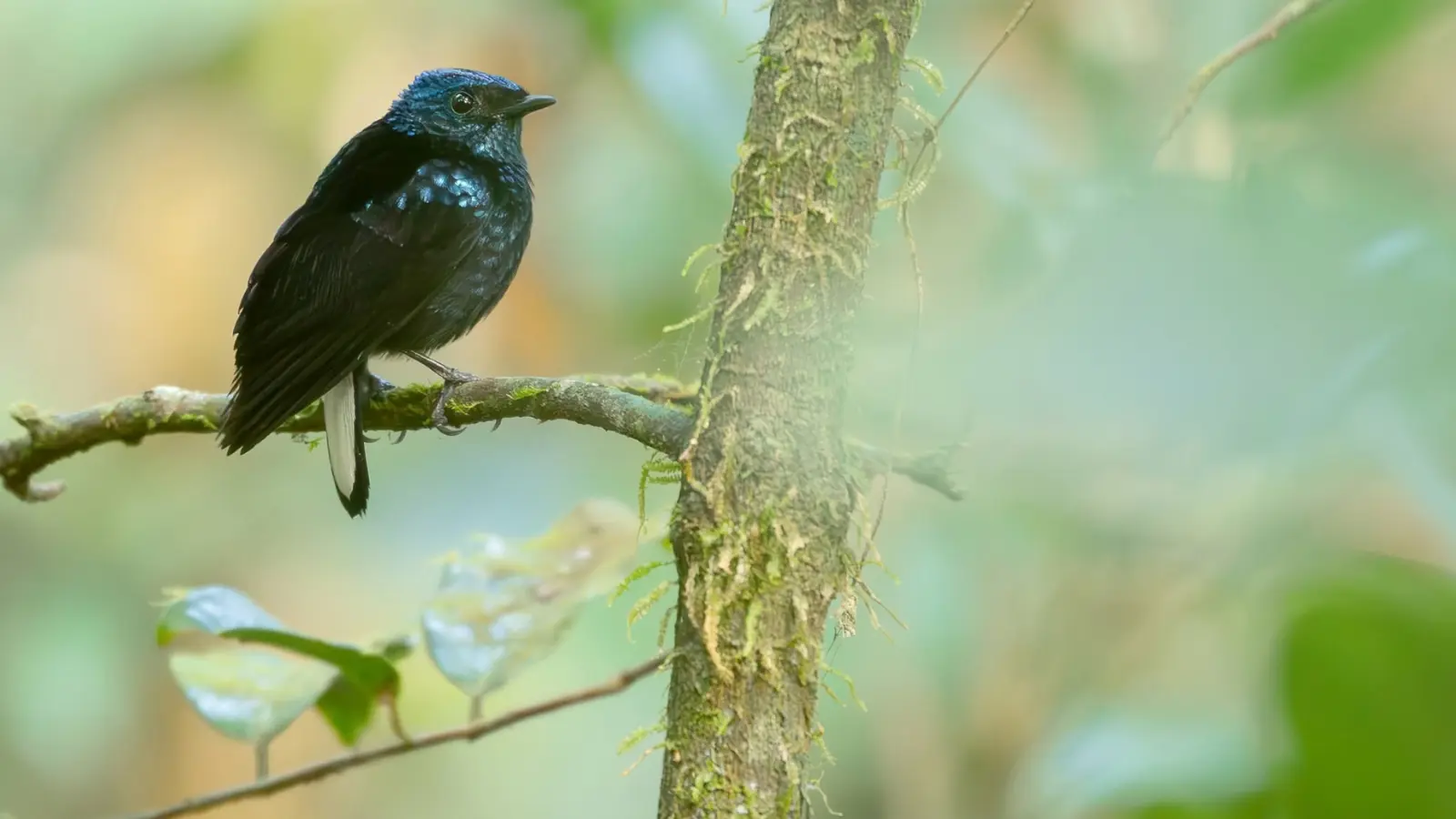 Natewa Silktail perched on a branch in forest habitat