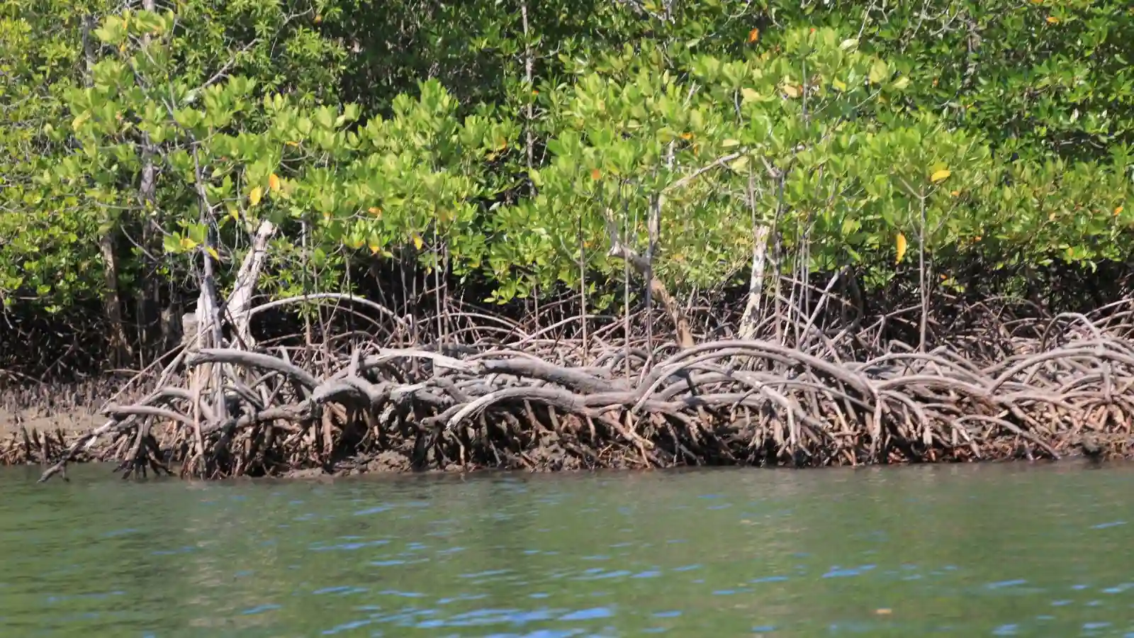 Mangrove forest along the coast of Savusavu Bay in Fiji