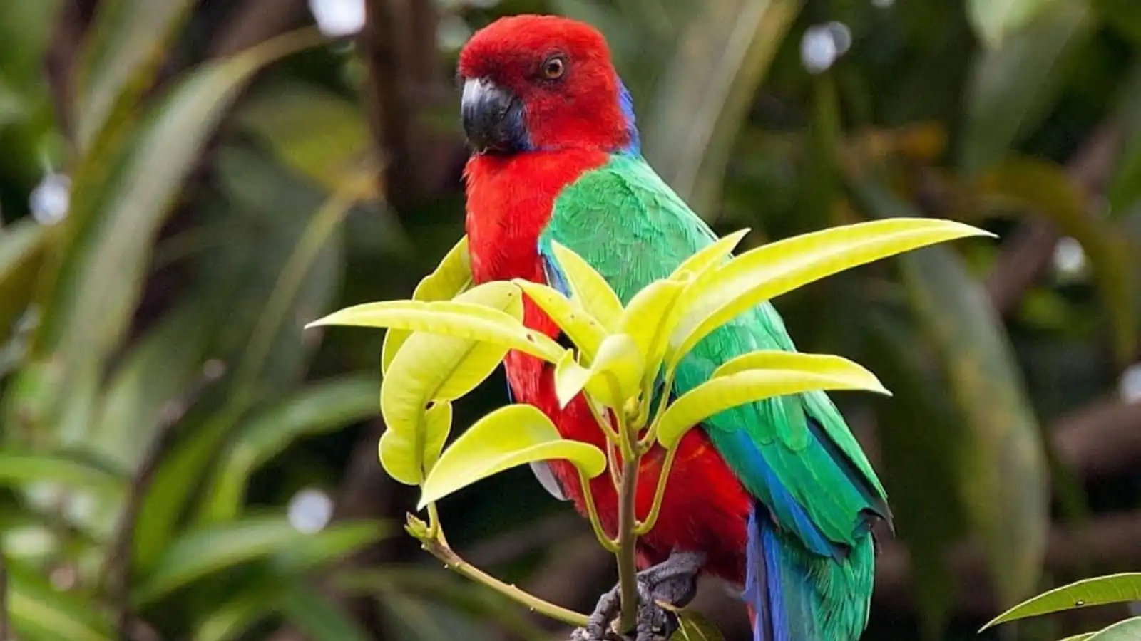 Scarlet parrot and endemic birds in the rainforest canopy of Waisali Rainforest Reserve, Fiji