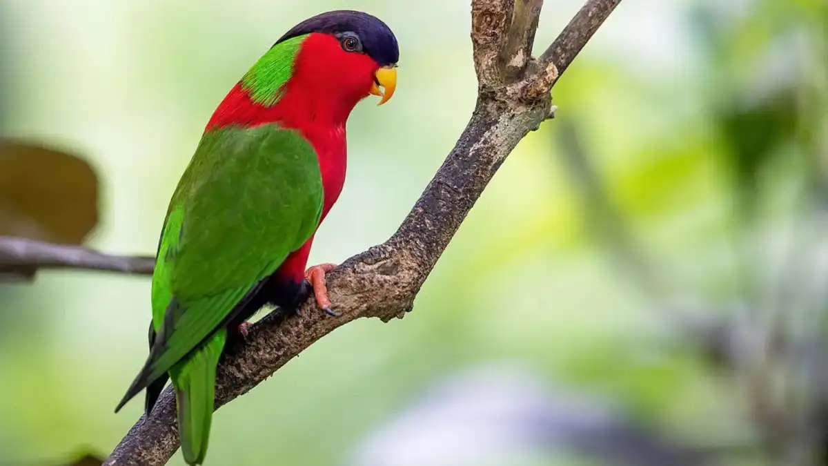 Red-and-green collared lory perched on a branch