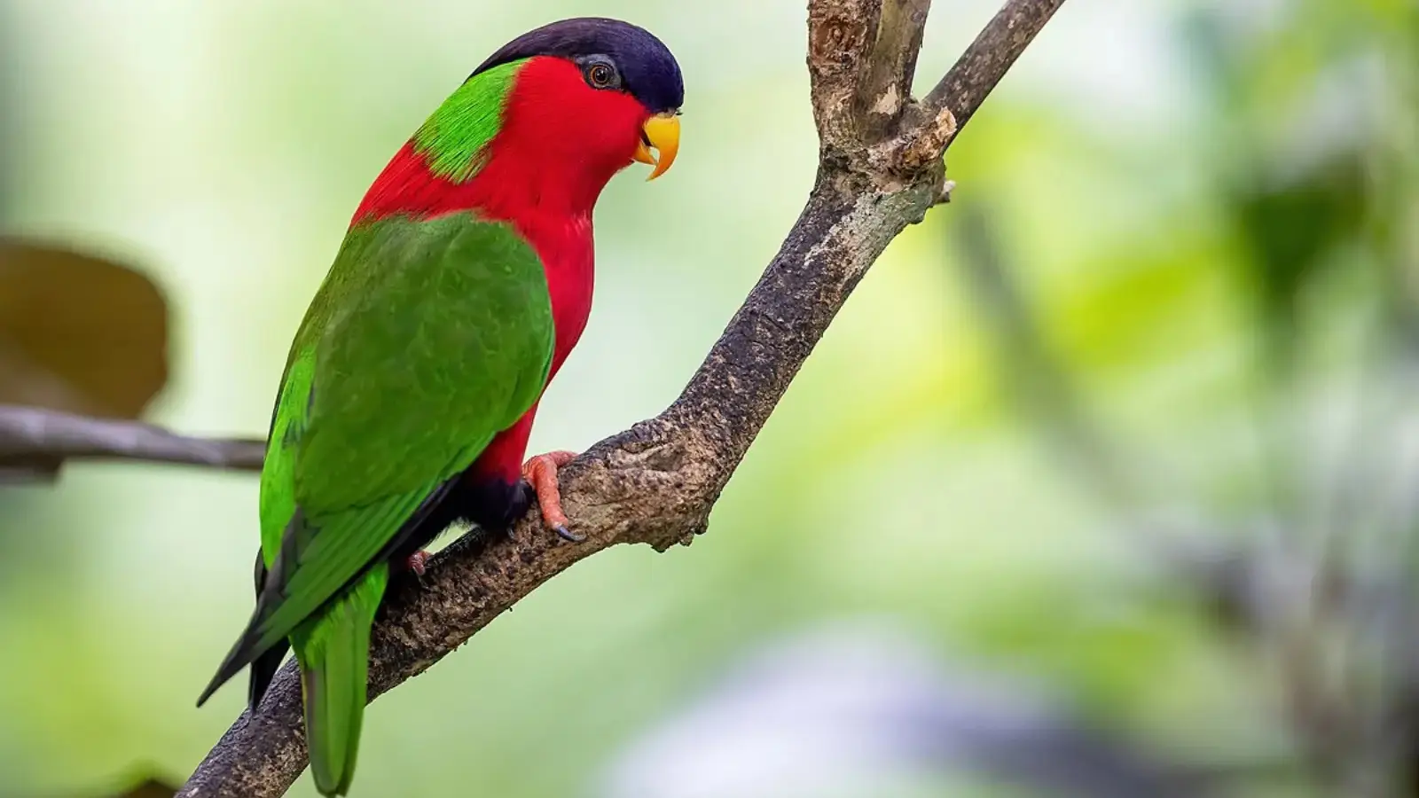 Colorful endemic Fiji parrot collared lory at Kula Eco Park wildlife sanctuary Coral Coast