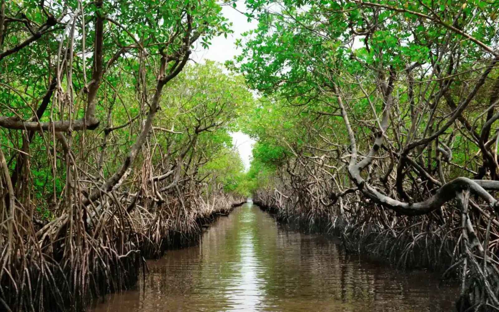 Mangrove nursery at Sigatoka River mouth, Fiji
