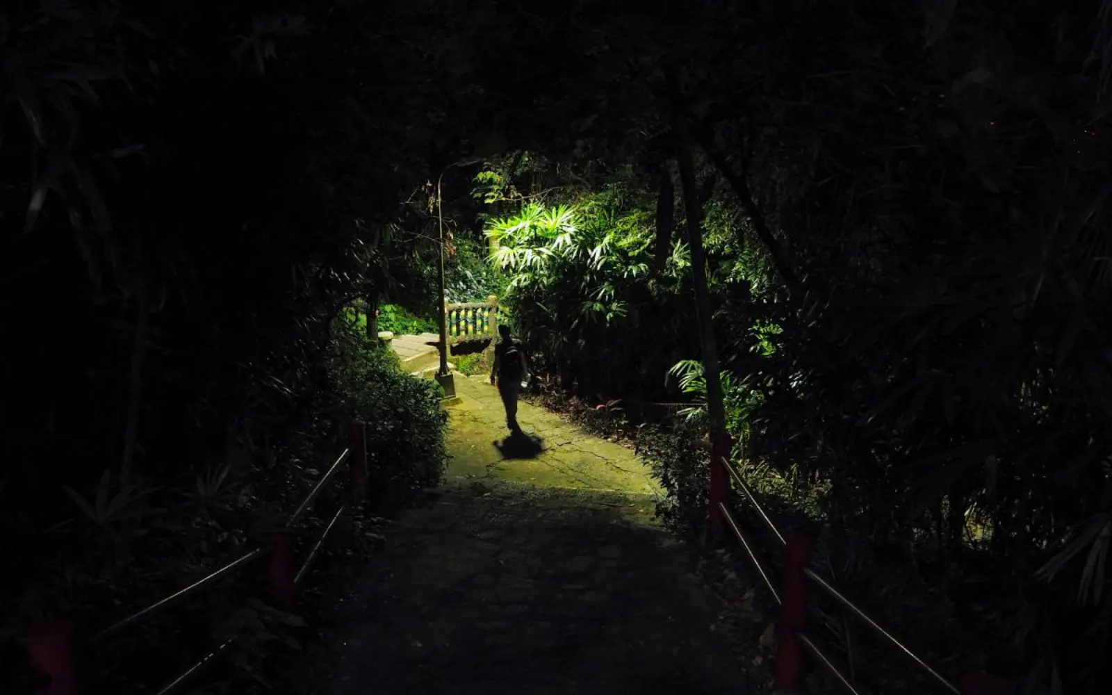 Hiker walking through a lush rainforest at night, with flashlights illuminating the path
