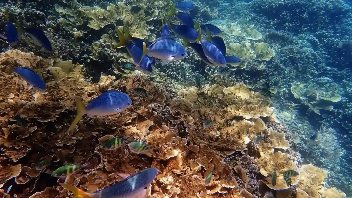 Blue and yellow reef fish swimming above layered corals on Fiji's Coral Coast