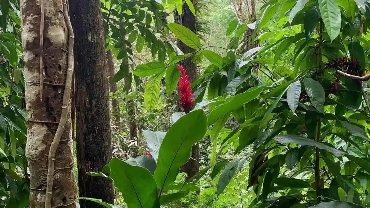 Forest stream and green vegetation in Colo-i-Suva Forest Park near Suva, Fiji