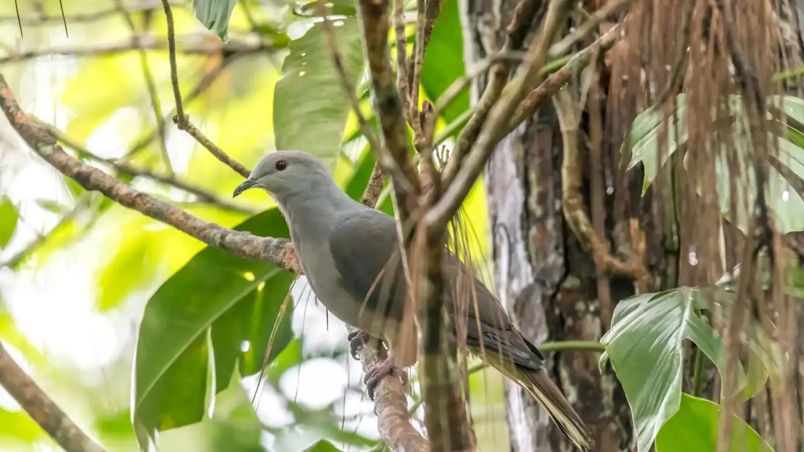 Pacific Barking Pigeon perched on branch in misty Fiji highlands rainforest with morning light filtering through canopy