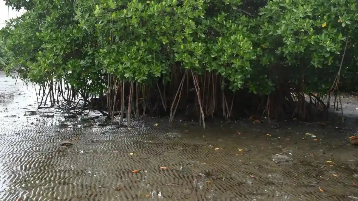 Mangrove roots in shallow tidal water near Suva, Fiji