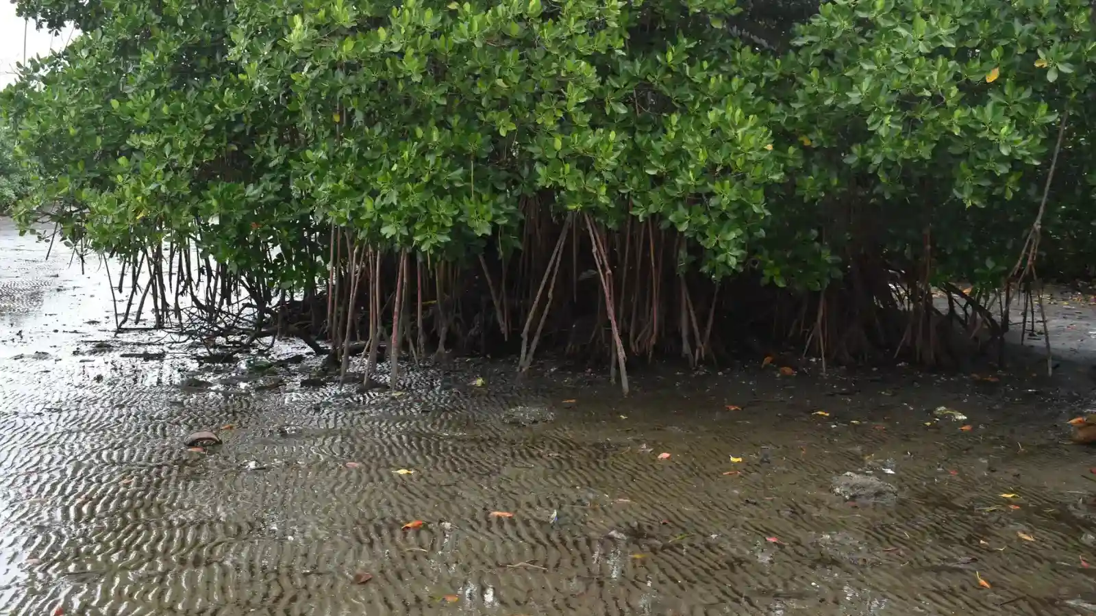 Tangled mangrove root system in tidal waters near Suva Fiji showing aerial prop roots and clear water