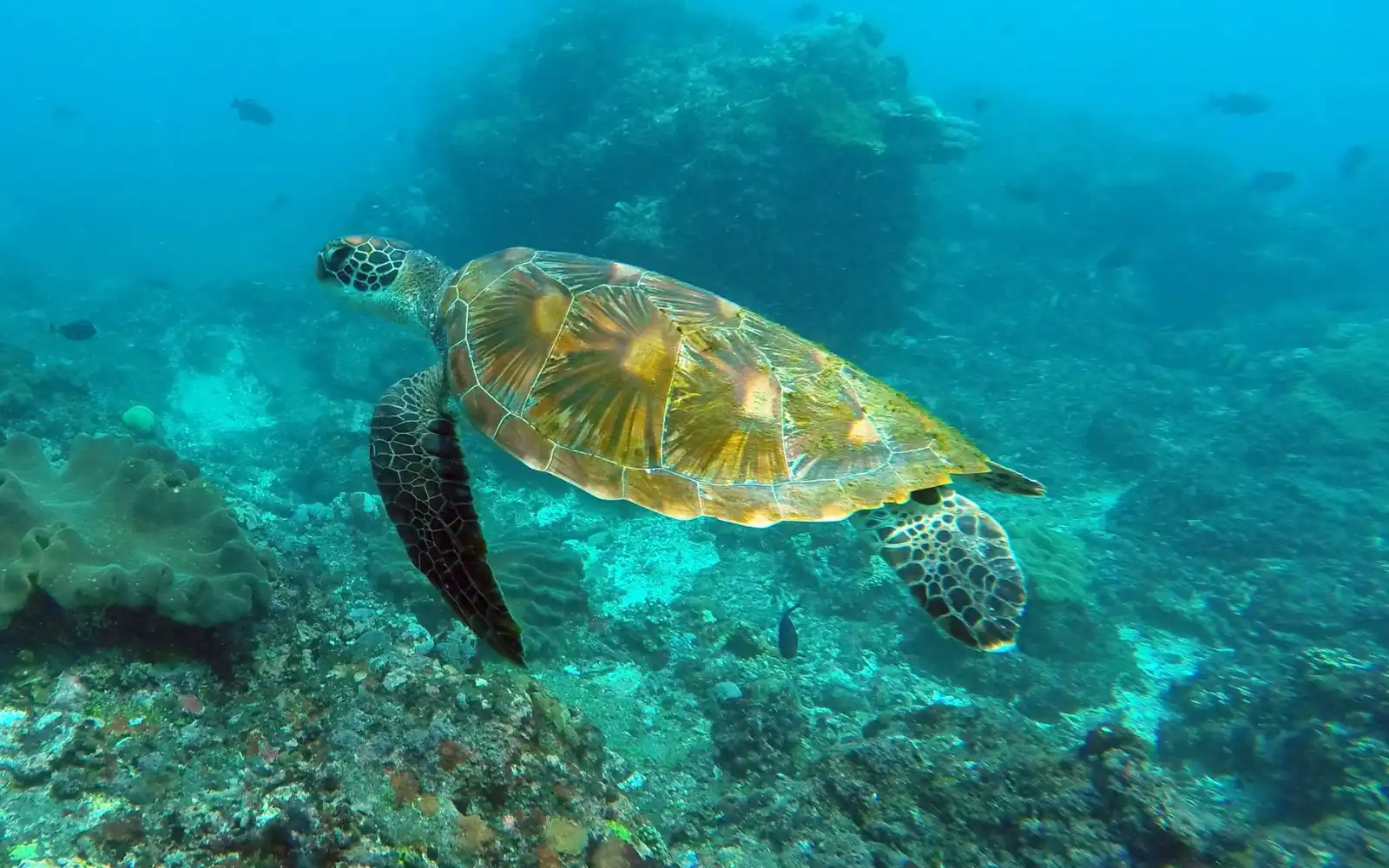 Sea turtle swimming peacefully in clear waters near Sigatoka