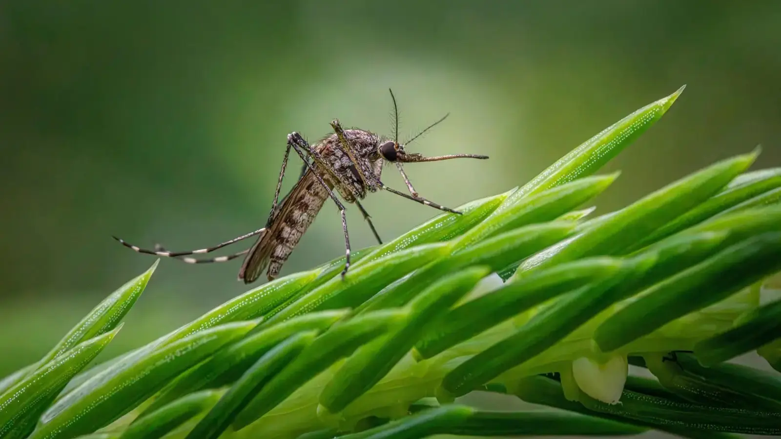 Close-up of a mosquito resting on bright green leaves