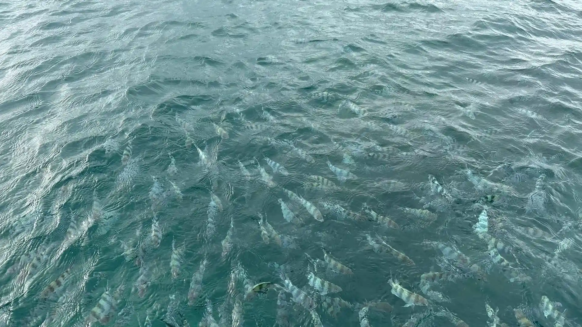 Snorkeling at Natadola Beach coral reef