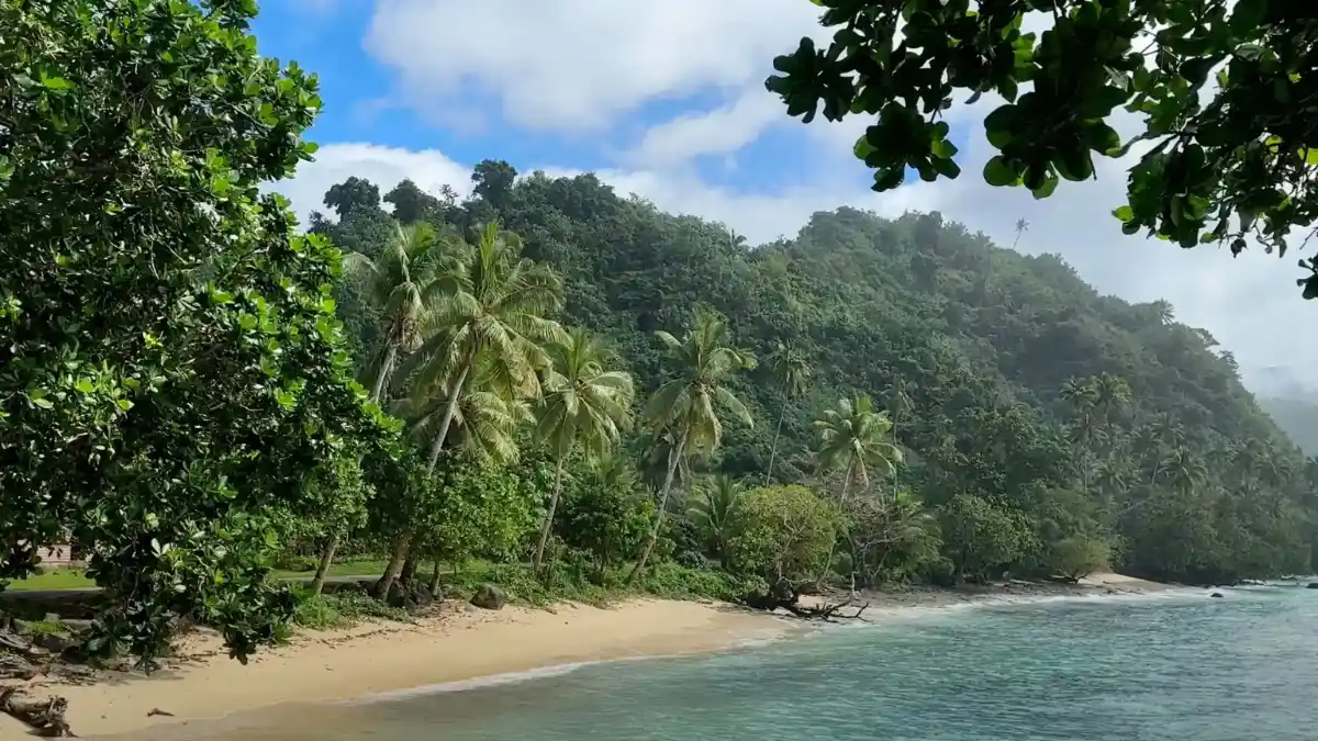 Palms and dense tropical forest above a sandy shoreline and blue-green water