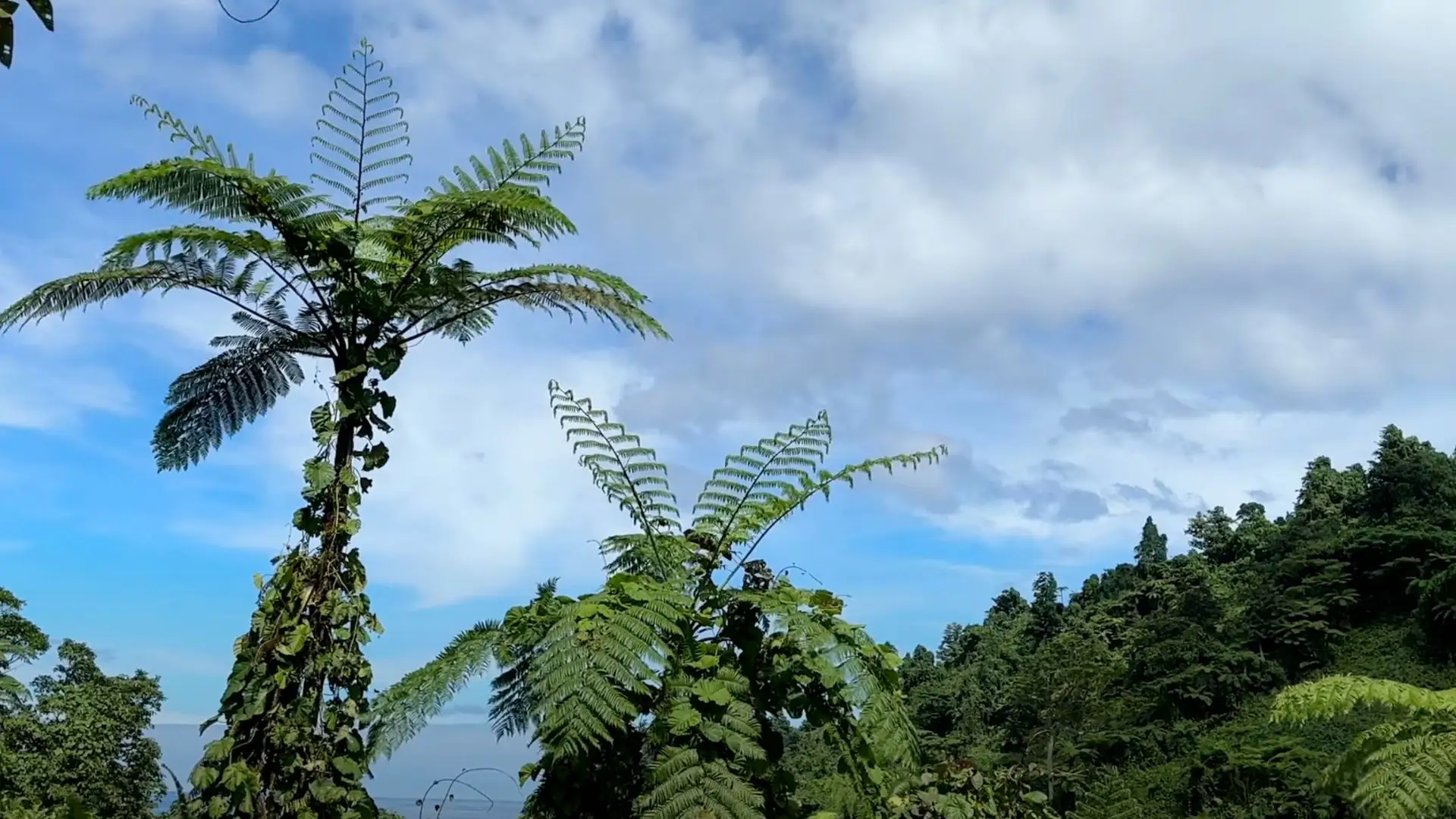 Scenic ocean view along the Lavena Coastal Walk on Taveuni Island, Fiji