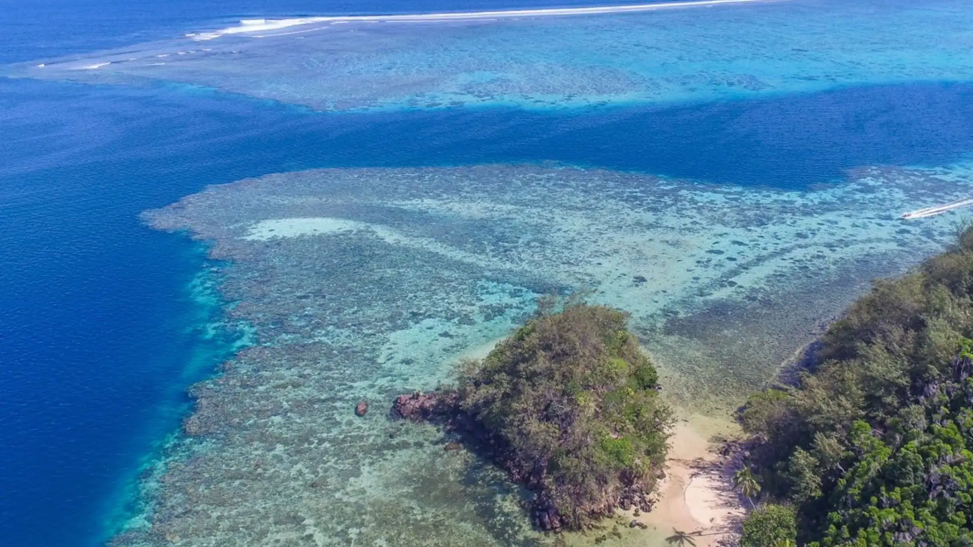 Astrolabe Reef's pristine coral formations and abundant marine life around Kadavu Island, Fiji