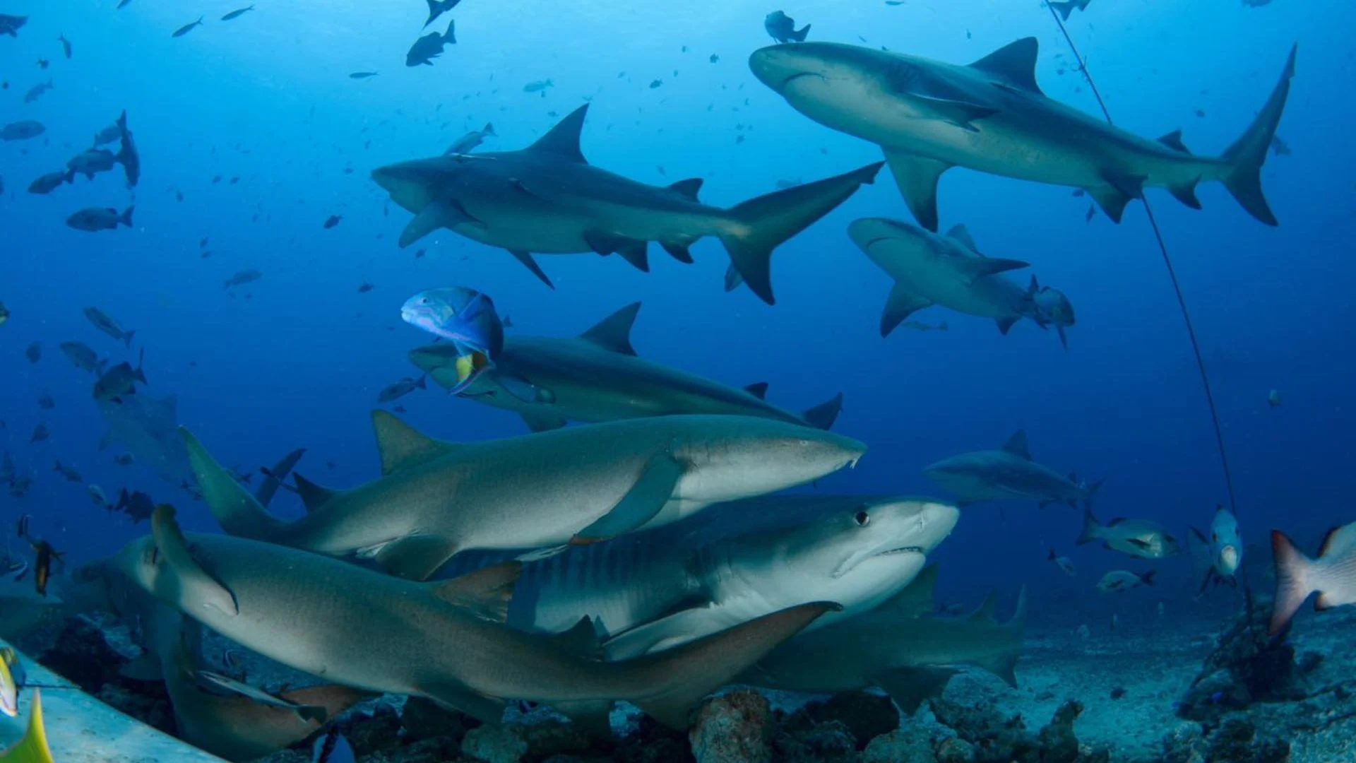 Multiple shark species swimming together at Beqa Lagoon Shark Dive, Fiji
