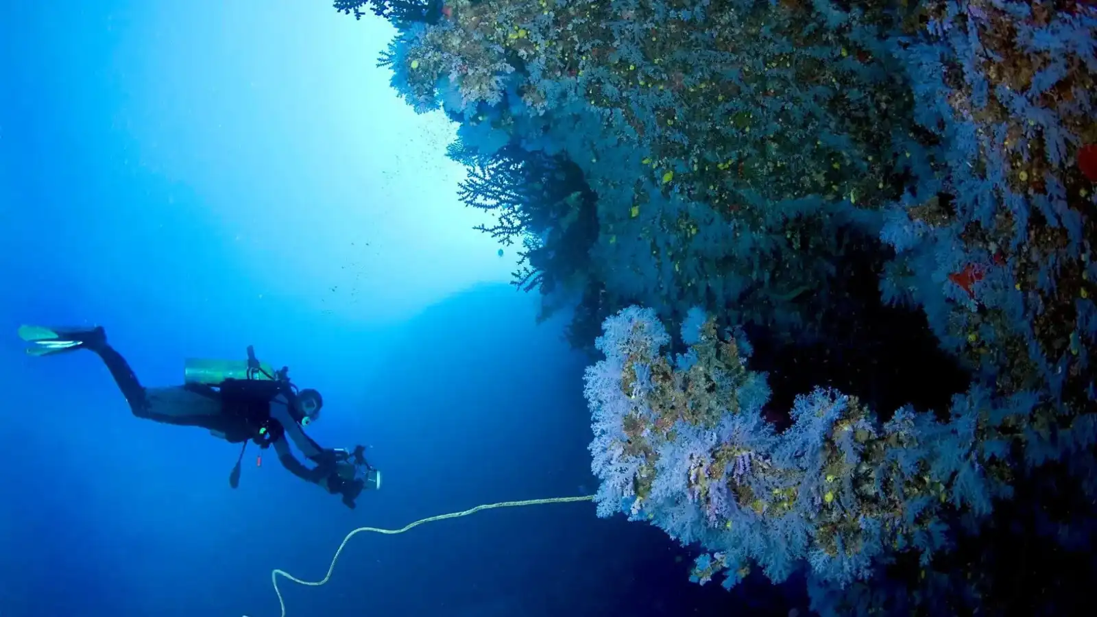 Great White Wall, Fiji: A Taveuni Dive Guide - diving-snorkeling in Fiji