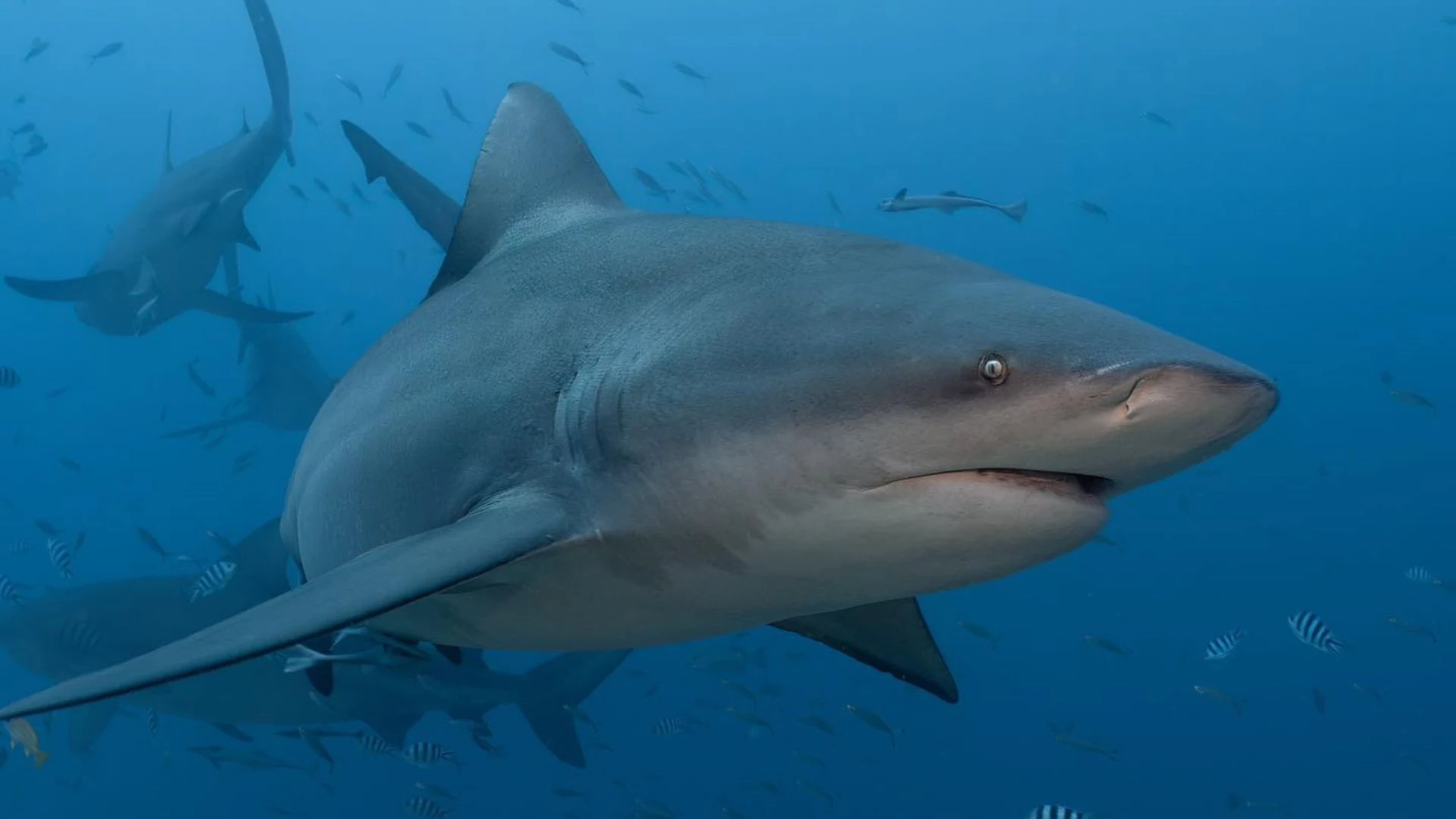 Grey reef sharks patrolling the pristine waters of Namena Marine Reserve, Fiji