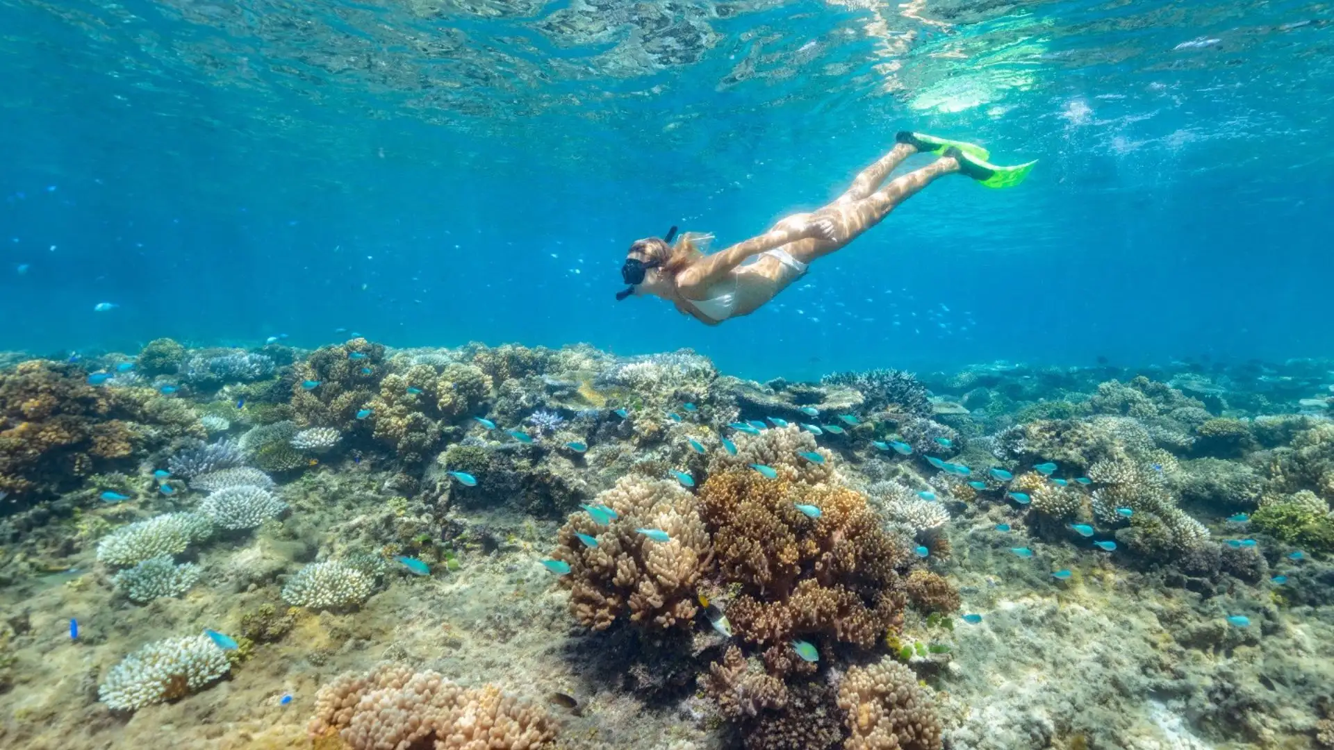Crystal clear waters and vibrant coral gardens surrounding Wakaya Island, Fiji