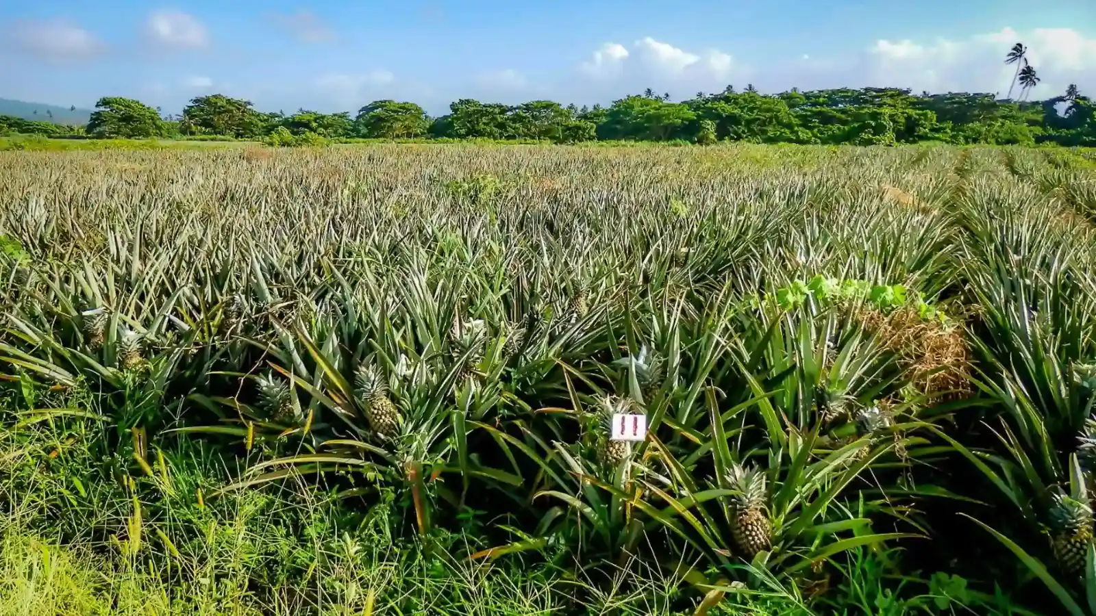 Traditional coconut farm with tall coconut palms and local farmers on Taveuni Island, Fiji practicing sustainable organic agriculture