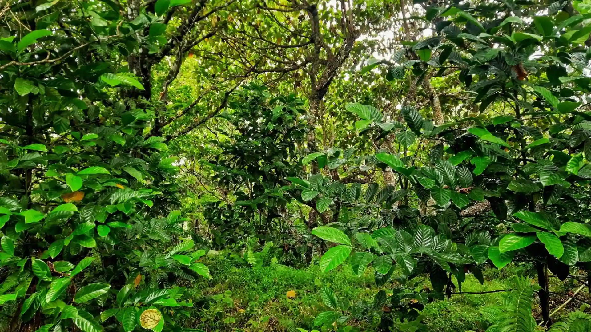 Fijian farmer harvesting ripe coffee cherries in Taveuni's lush volcanic highlands