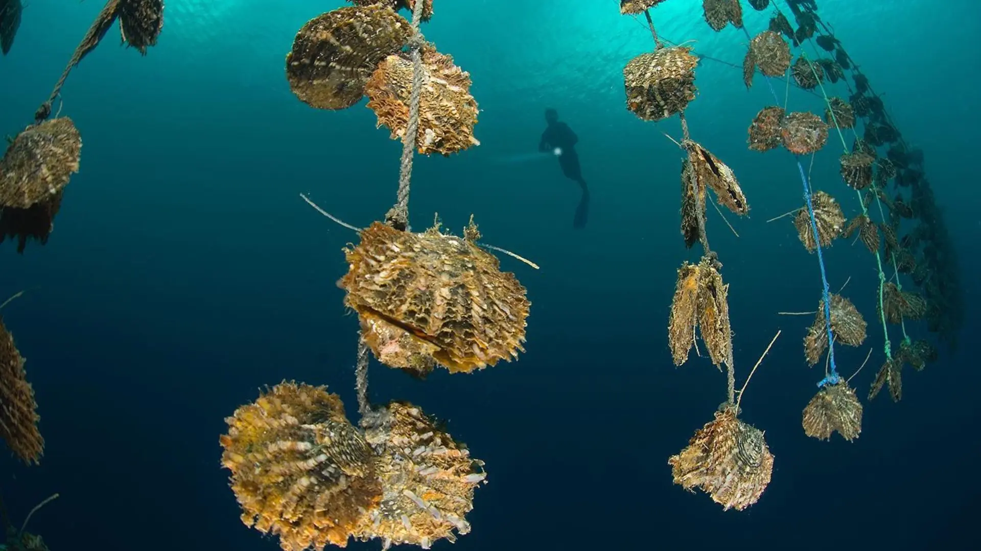Fijian pearl farmer examining golden South Sea pearls in pristine Savusavu Bay waters