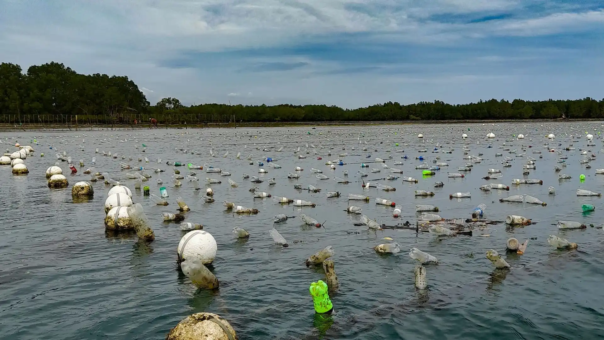 Fijian marine farmers tending underwater seaweed cultivation lines in crystal-clear tropical waters