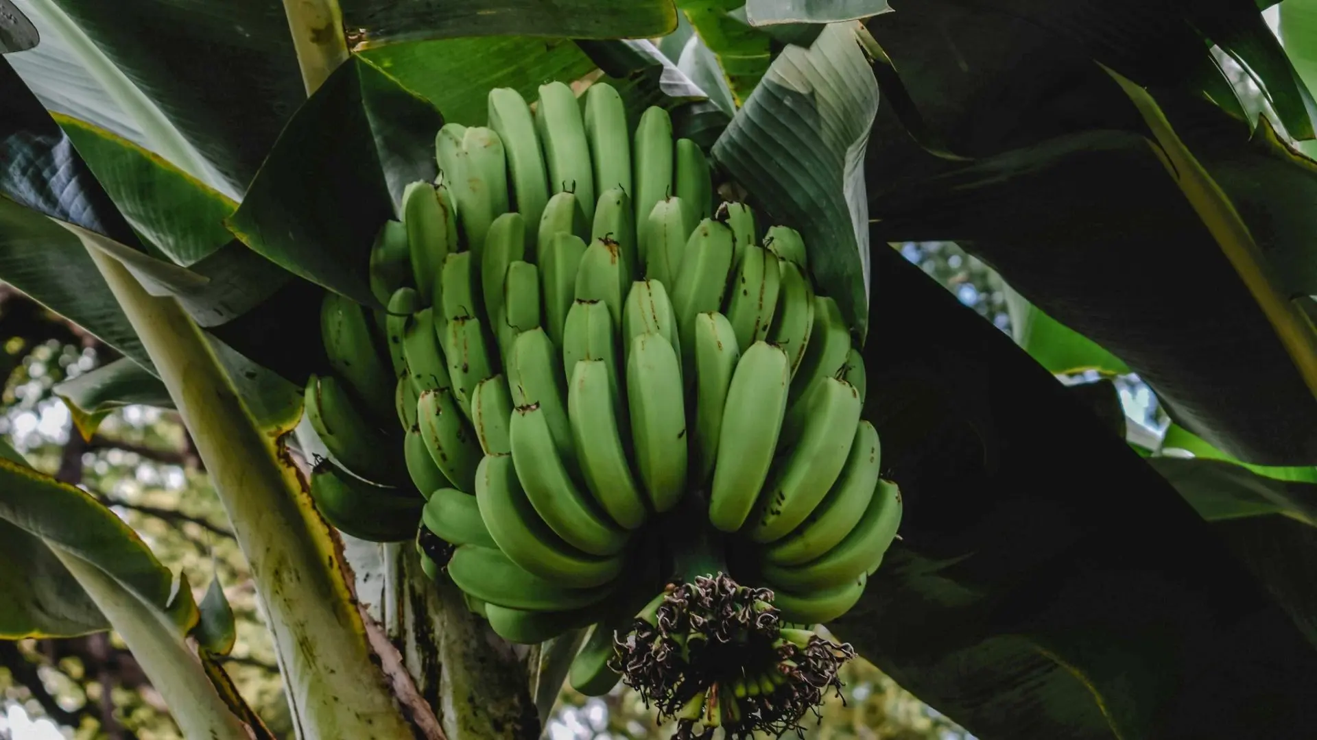 Lush tropical fruit orchard in Fiji with diverse fruit trees and local farmers harvesting exotic fruits