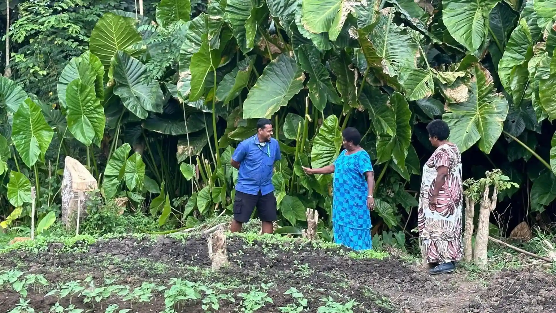Fijian village families working together in communal vegetable gardens with traditional and modern farming techniques